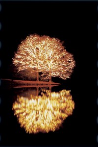 "Twin Trees" - Fantasy In Lights at Callaway Gardens, Courtesy of Callaway Gardens