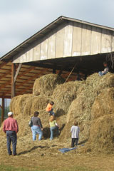 DDfarm01