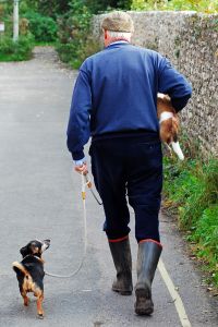 will walking my dog help me lose weight 